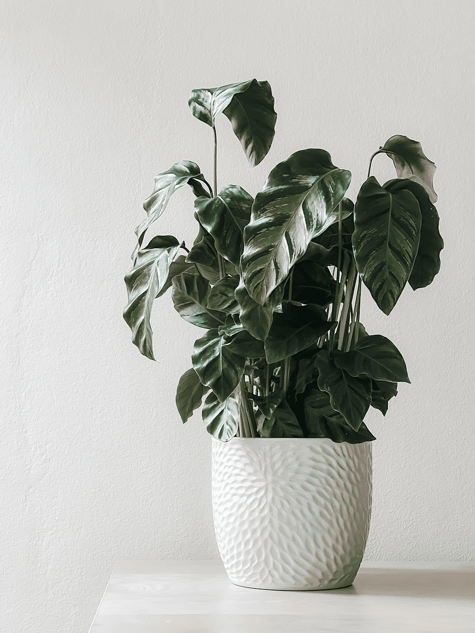 Potted green plant with large leaves on a light wood surface.