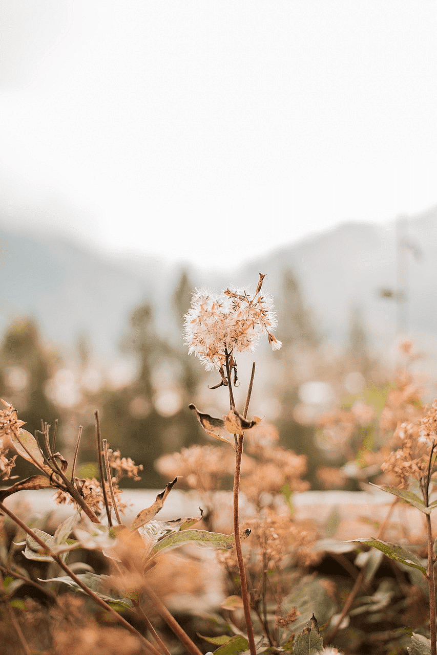 Dried flowers in a field with misty mountains in the background.