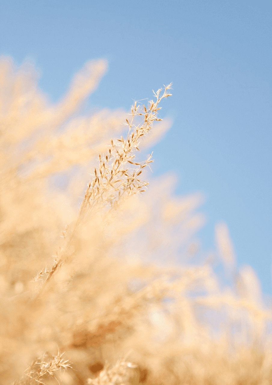 Golden wheat stalks under a clear blue sky, capturing a serene, natural scene.