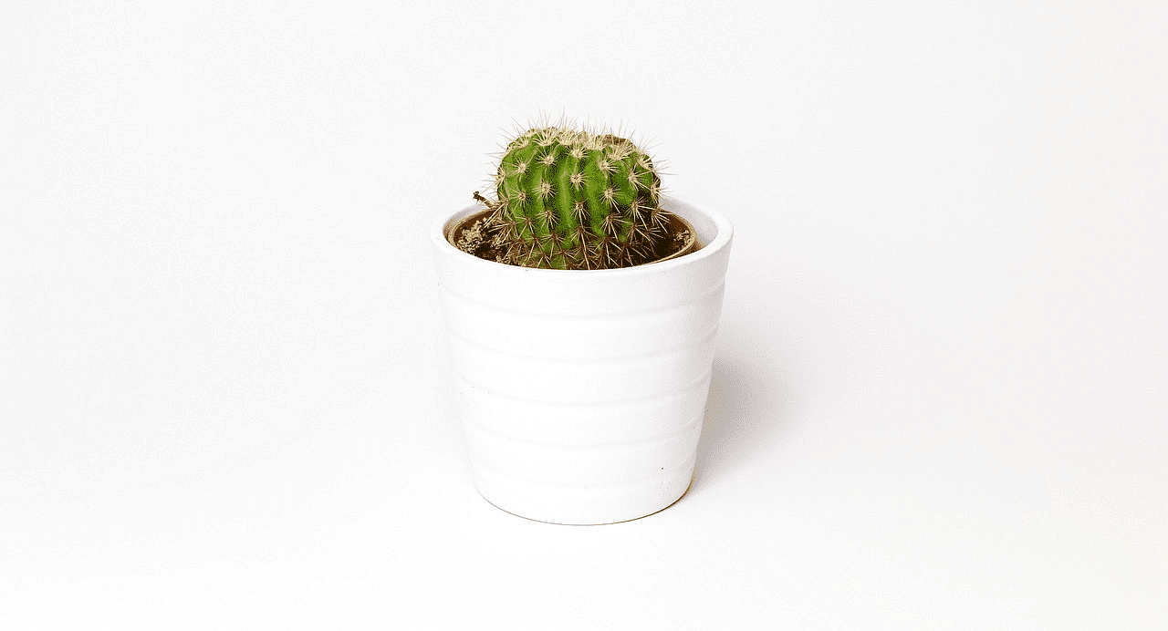 Small cactus in a white pot on a plain white background.