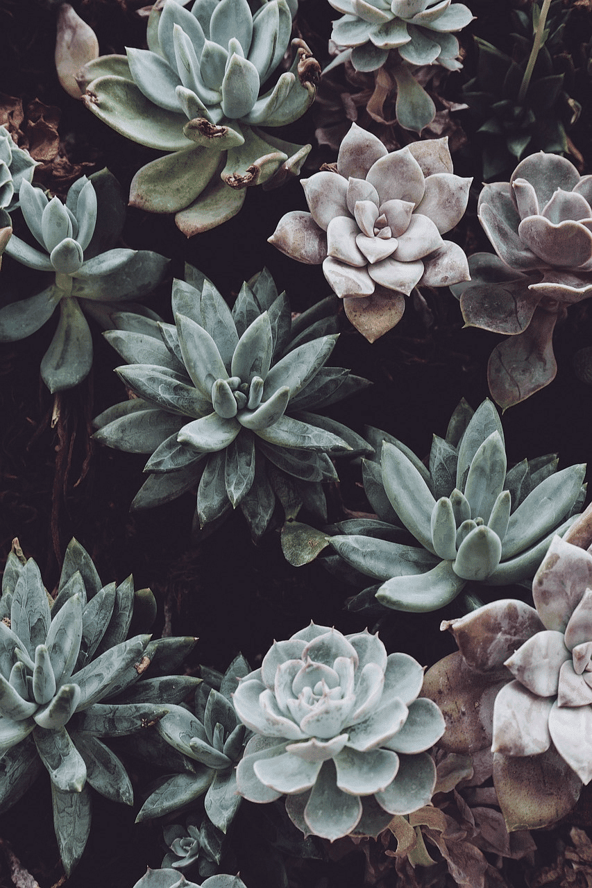 Succulent plants with green and purple hues arranged closely together.