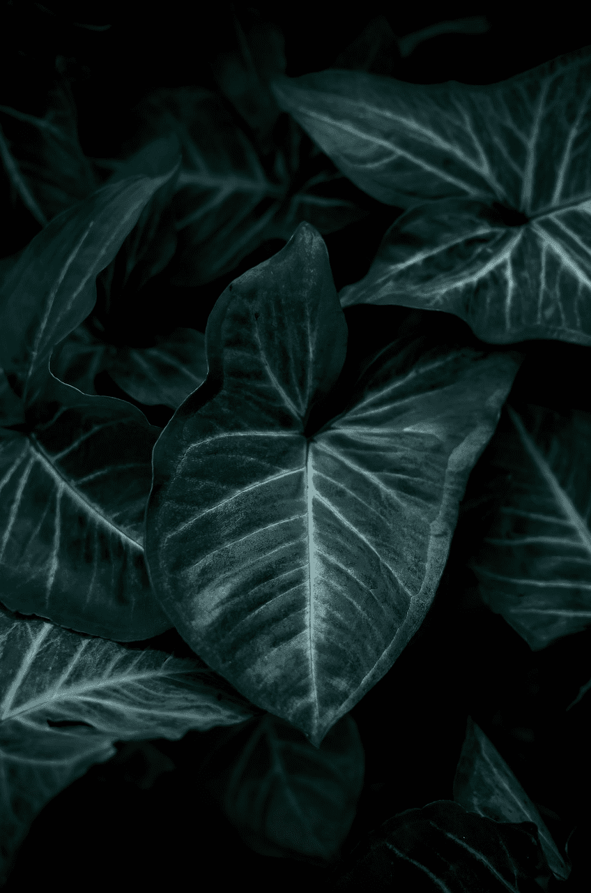 Dark green tropical leaves with prominent veins, creating a moody, lush atmosphere.