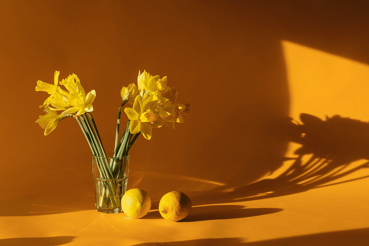 Yellow daffodils in a glass vase with two lemons on an orange background.