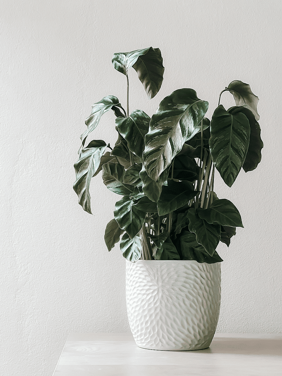 Potted green plant with large leaves on a light wood surface.