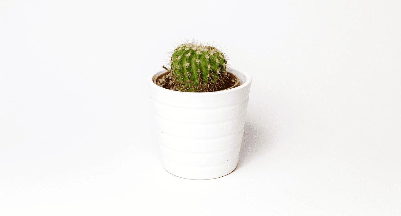 Small cactus in a white pot on a plain white background.
