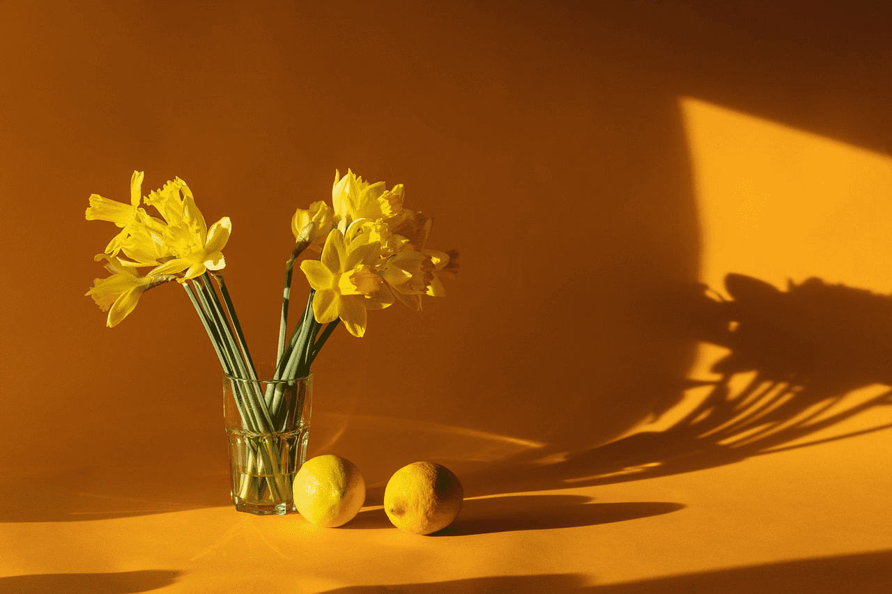 Yellow daffodils in a glass vase with two lemons on an orange background.