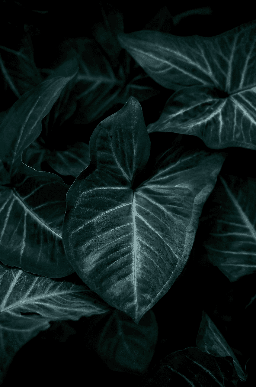 Dark green tropical leaves with prominent veins, creating a moody, lush atmosphere.